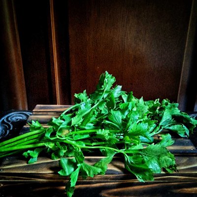 Seledri daun