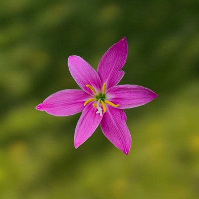 Zephyranthes Rosea🌸💖