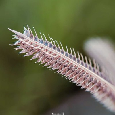 Dactyloctenium
