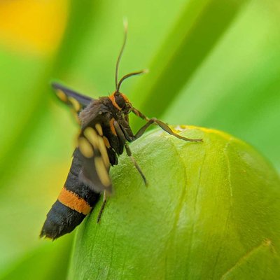 macro photography