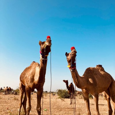 🐪