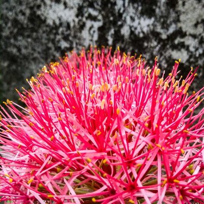 Blood Lily❤️