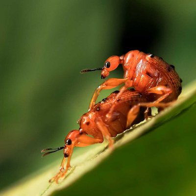 Leaf Rolling Weevils