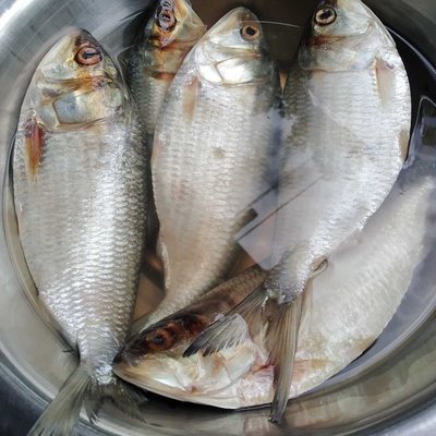 Fish