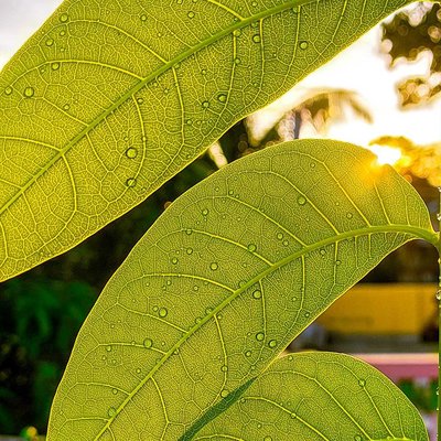 Freshness in Greenery 