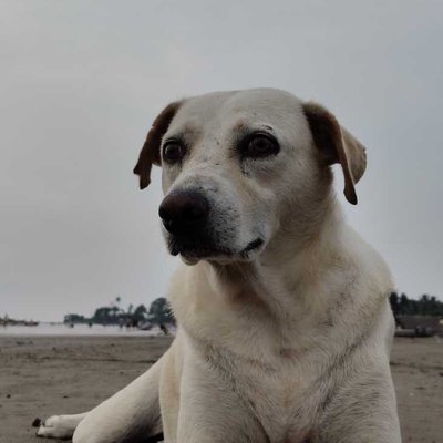 animal portraits