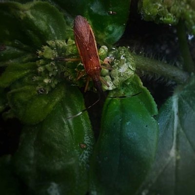 rxnature