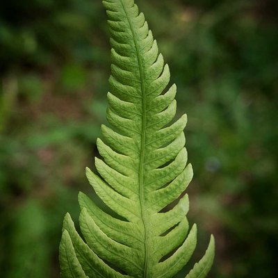 Dryopteris filix