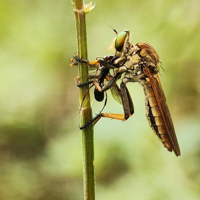 Roberfly
