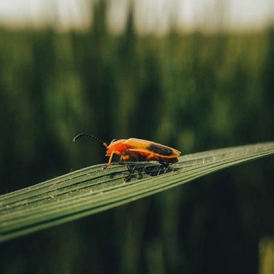 Insect.... 