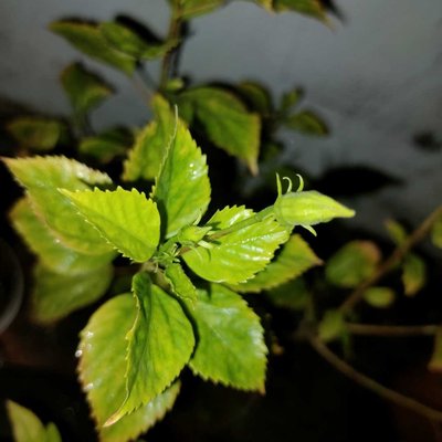 🌿