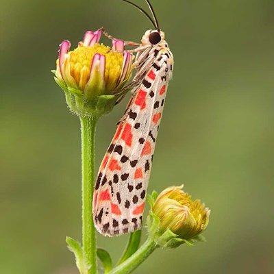 Moth : Utetheisa pulchella