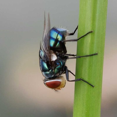 Fly 