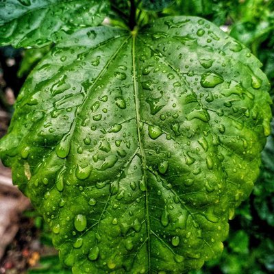 Water drop on leaf💦🌺