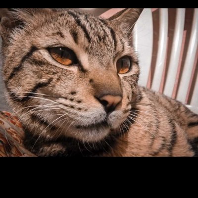 cat 🐈