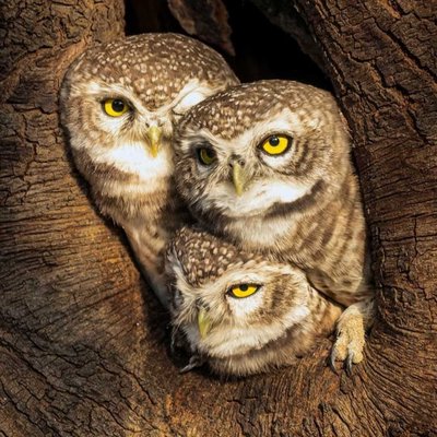 wildlife photography 