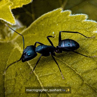 ant 🐜✨