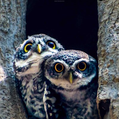 Spotted Owlet 