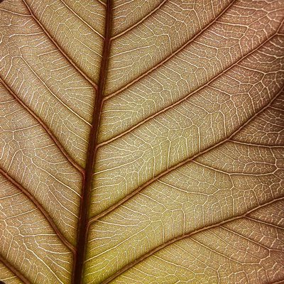 veins macro 