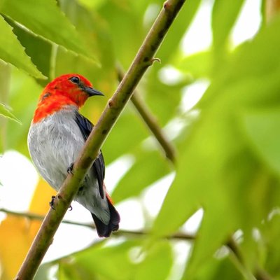 Burung Suit Bara Api