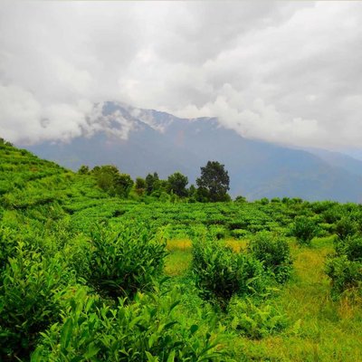 Tea garden