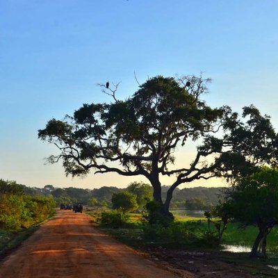 Yala National Park, Sri Lanka