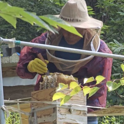 토종벌 양봉 농장 Native Bee farm