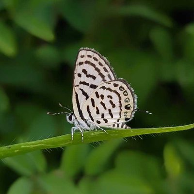 Blue pierrots butterfly
