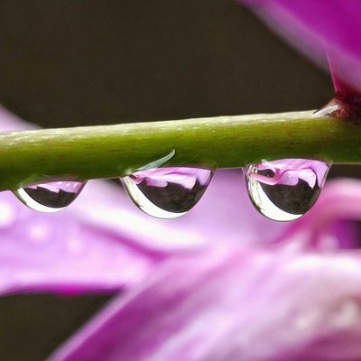 DENDROBIUM