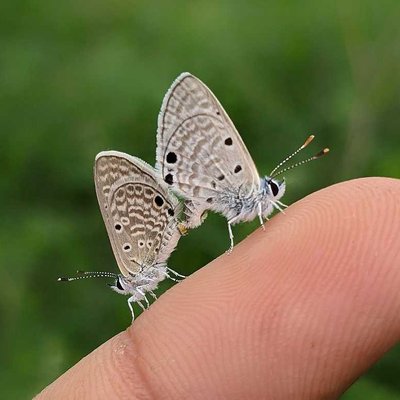 Mating pair of Cerauns blue 