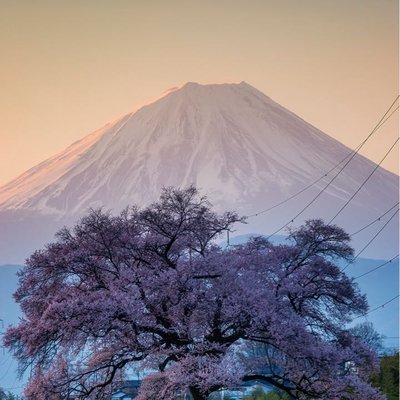 Wanizuka Cherry Tree