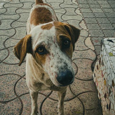 Street Dog