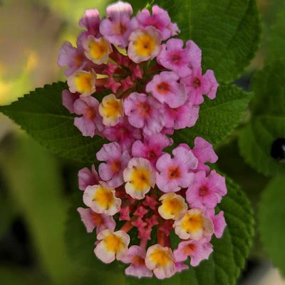 Lantana Camara