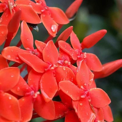 📍Jungle geranium atau dikenal dengan nama bunga soka