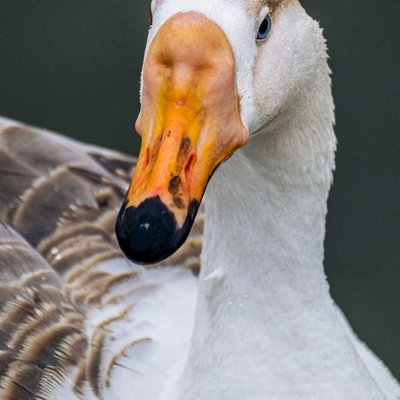 beautiful duck 🦆