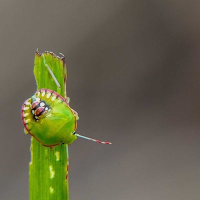 Kepik hijau