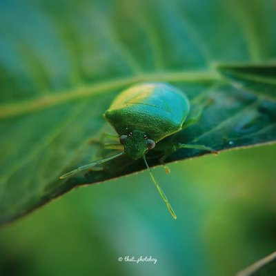bug 🐞