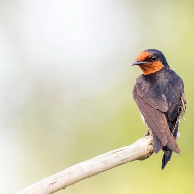 Pacific barn swallow