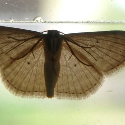 little moth
