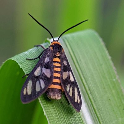 Amata huebneri