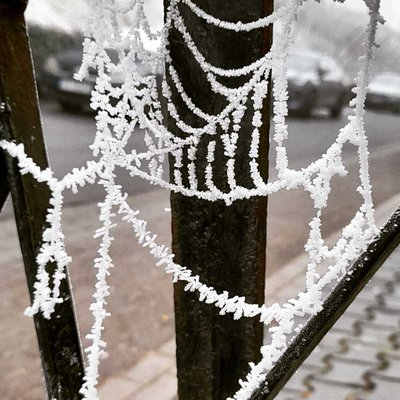 white cobweb