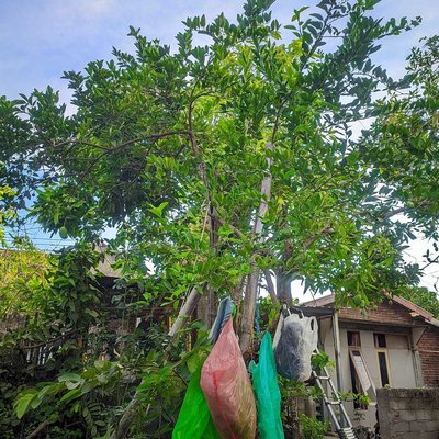 pohon jeruk 
