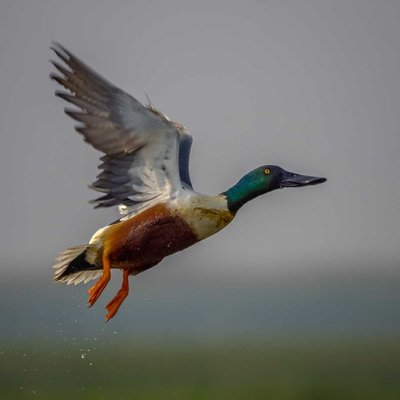 WINGS are on action
