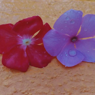 Beautiful flower ❤️