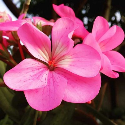 Geranium flower