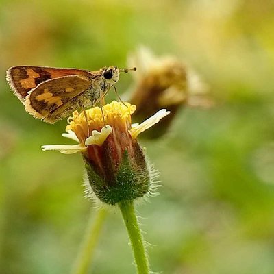 Potanthus omaha