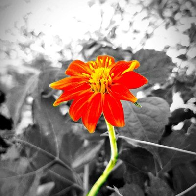 [ Red sunflower ]