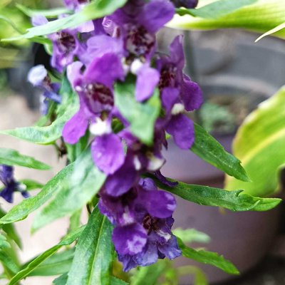 Angelonia (Tanaman hias)