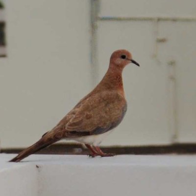 The Laughing Dove🕊️