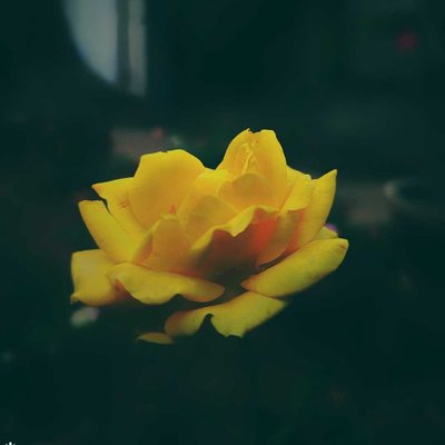 Yellow Rose